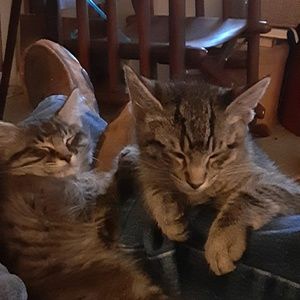 Meet your Posher, Freddie c